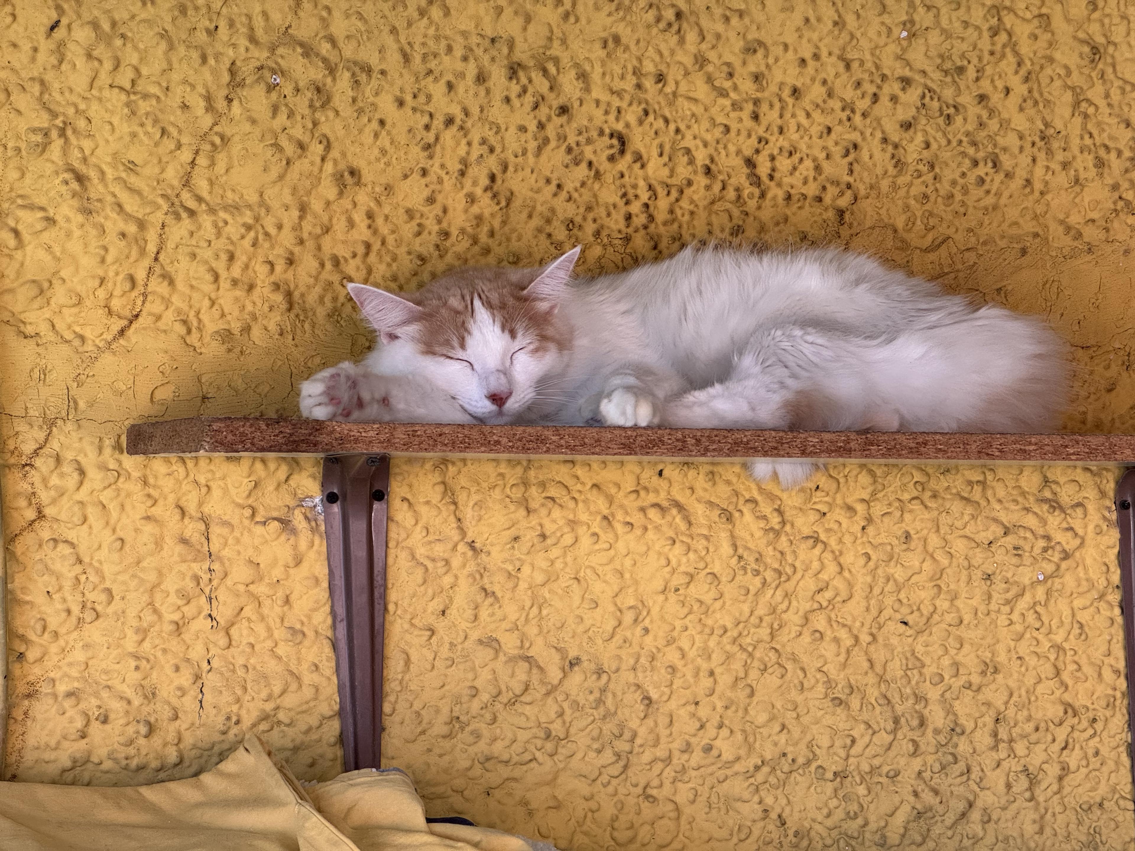 Happy cat at sanctuary