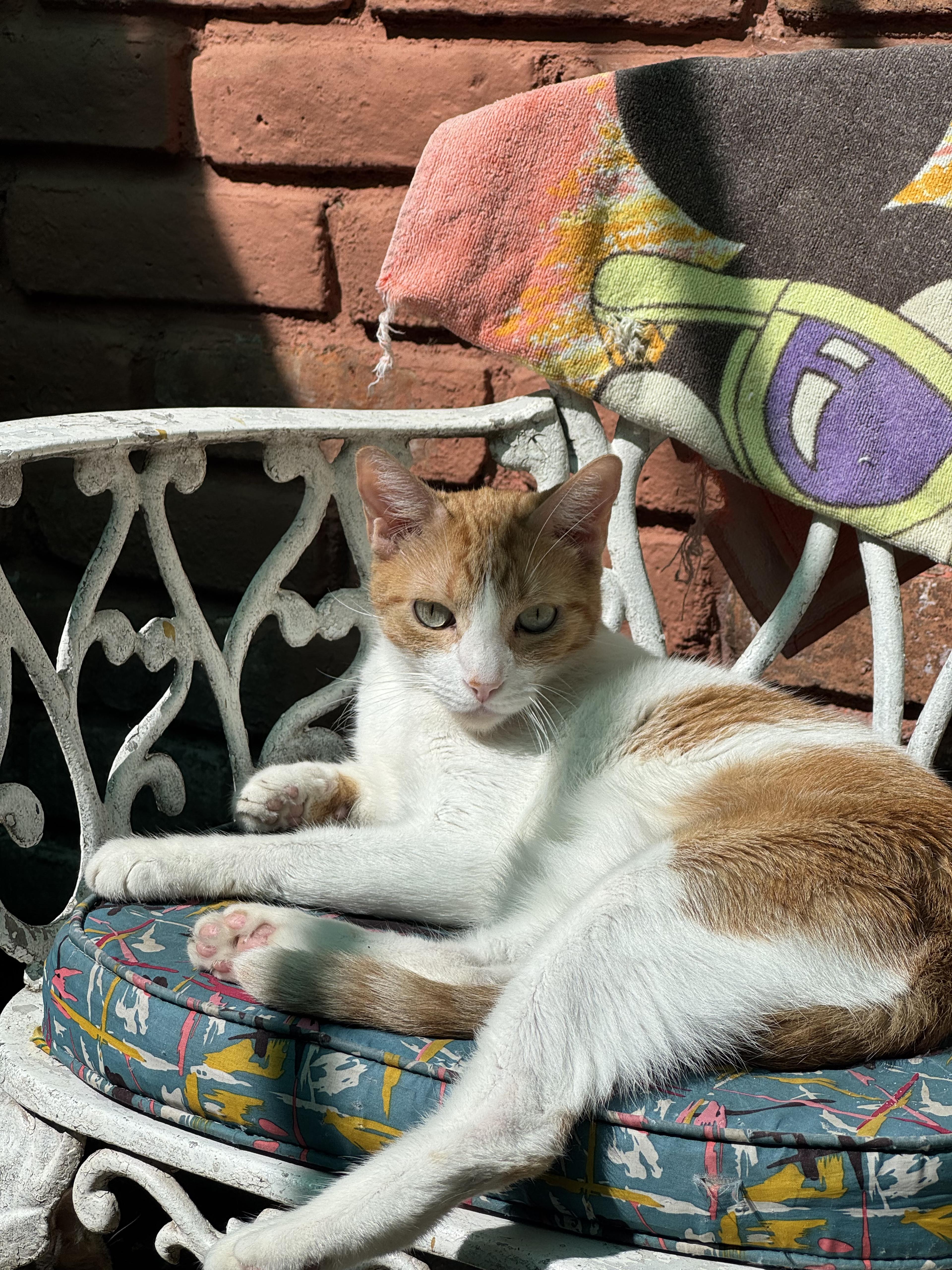 Cat playing at sanctuary